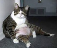 Metaphysical Monday:  Gluttony