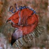 ElisaRay - All Creatures